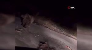 Bursa'da yavru kedi ve annelerini zabıta kavuşturdu