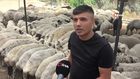 Kurbanda dikkat: Yeme karıştırılan tuz koyunları şişkin gösteriyor