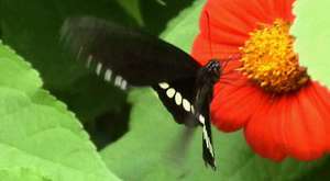 kelebek güzelliğinde hayat