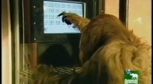 Taştan kendine alet yapıp aleti kullanan maymun