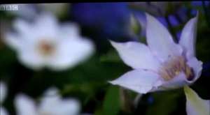 Thorncroft Clematis Chelsea Preview 2014 part 2