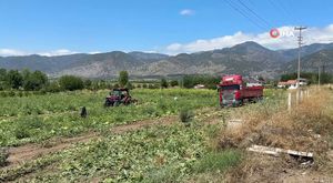 Denizli’nin hububat deposu Acıpayam’da arpa hasadı başladı