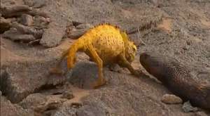 Vahşi Hayatın Ölümcül 5 Kavgası 