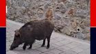 Safiye Soyman kapısına gelen domuzu elleriyle besledi