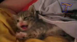 Cute Little Kitten Sneezes 