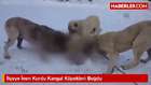 Ulaş'a İnen Kurdu Kangal Köpekleri Boğdu