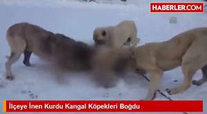 Ulaş'a İnen Kurdu Kangal Köpekleri Boğdu