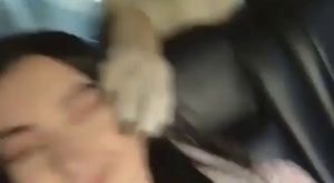 Anadolu Çoban Köpekleri Sivas Kangallarının Kar Tatili
