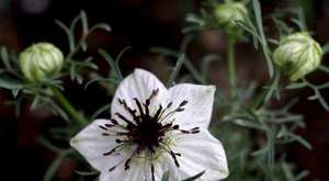 Çörek  Otu - Faydaları Nelerdir - Bitki TV