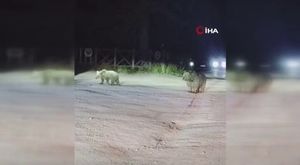 Çatılarda gezen inek, görenleri şaşkına çevirdi!