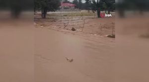 Adana'da orman yangını