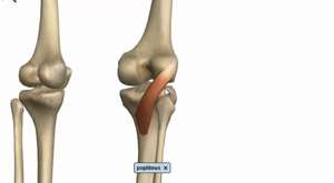 Bacak kasları - Bölüm 1 - Posterior Bölme - Anatomi Öğretici 1-