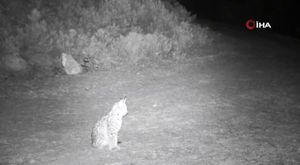 MSB, Özel Kuvvetler Komutanlığı’nın tatbikatının görüntülerini paylaştı