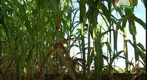 Tarım Arazileri ve Gıda Koruma Kamu Spotu-1 