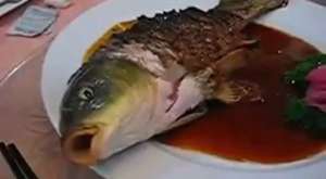 Canlı Balık Yiyen Çinliler  vahşet