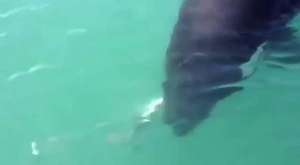 Zıpkınla Balık Avında 4 Metrelik Kaplan Köpek Balığı