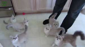 En komik kediler :)))))))) sahibini korkutan kediler :))))) 