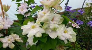 Clematis in a Pot