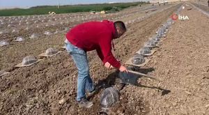 Adıyaman'da zincirleme trafik kazası: 3 yaralı