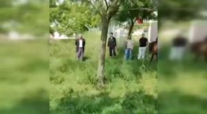 Bursa'da atlara eziyet kamerada: Kamyonetin arkasına bağladığı 4 atı böyle götürdü