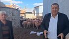 CHP Milletvekili Ömer Fethi Gürer: Koyun fiyatları 4 yılda 10 kat arttı!