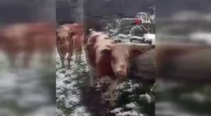 Bursa'da motosiklet üstündeki tehlikeli dans kamerada
