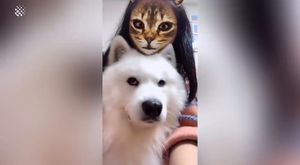 Dogs hilarious reaction when they see cat filter on owners' faces