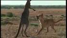 Vahşi köpek ve kangurunun zihinsel savaşı