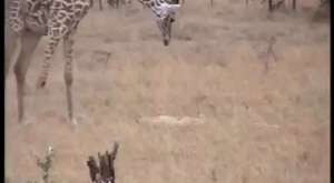 Incredible Video of Mother Wildebeest Defending Young from Hungry Leopard