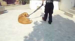 Köpekle Tasmalı Yürüme Eğzersizleri
