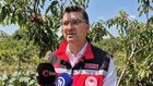 Tekirdağ'da kirazda kalite yükseldi: 3 bin ton rekolte beklentisi