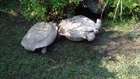 Ters dönen arkadaşını kurtaran yardımsever kaplumbağa