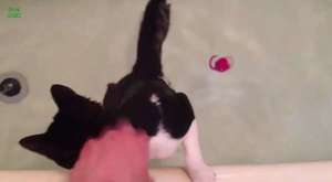 Cats just don`t want to bathe - Funny cat bathing compilation 
