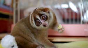 sevimli Lemur-4 (slow loris) 