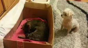 Araba Nasıl Yıkanır?