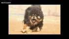 Efsane Köpek Tibet Mastifi