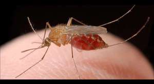 Sivrisinekler Neden İnsanlardan Kan Emer