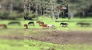 Bursa’daki yangın havadan görüntülendi