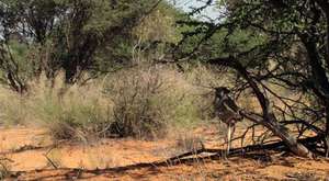 Ten breathtaking moments from Life Story DVD - Life Story - BBC 