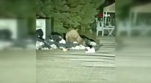 Onlar Bursa'nın dahi çocukları