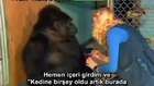 Koko, İşaret Dili ile Konuşan Goril