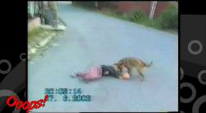 Funny Animals - Funny Animal Attacks Caught On Tape