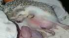 Kirpinin Doğurma Anını Görünce Çok Şaşıracaksınız!!! Raising hedgehogs