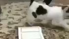 Kurana Basmayan Kedi