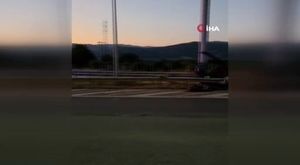 Bursa'da boyundan büyük hayvanlara çobanlık yapıyor