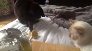 Limonlar Derleme 2014 vs Komik Kediler ve Köpekler [YENİ HD]