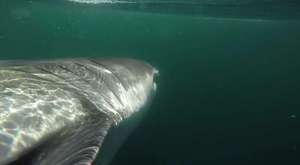 Huge Great White Shark Circles The Boat And Feeds On A Whale