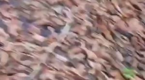 Torununu korumak isterken canından oldu!