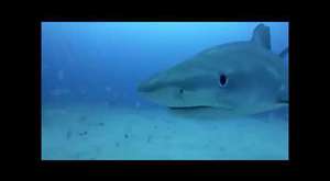 Köpekbalığı ile arkadaş olmaya çalışmak