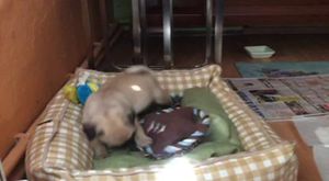 Canlı Yayın - K9KopekEgitimOkulu - 2017-06-08 20:45